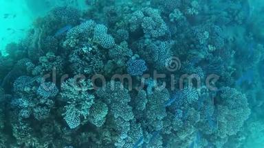 蓝色和黑色的鱼在绿松石水中在珊瑚之间游泳。 美丽的水下世界观水屏保